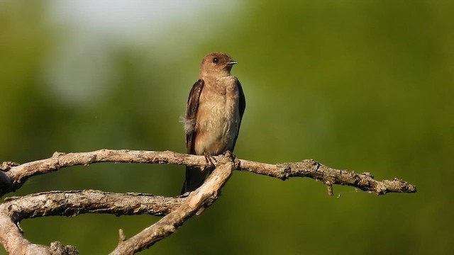 キタオビナシショウドウツバメ - ML637484174