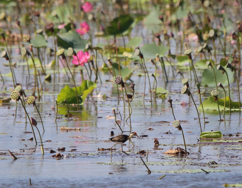 Comb-crested Jacana - ML637484202