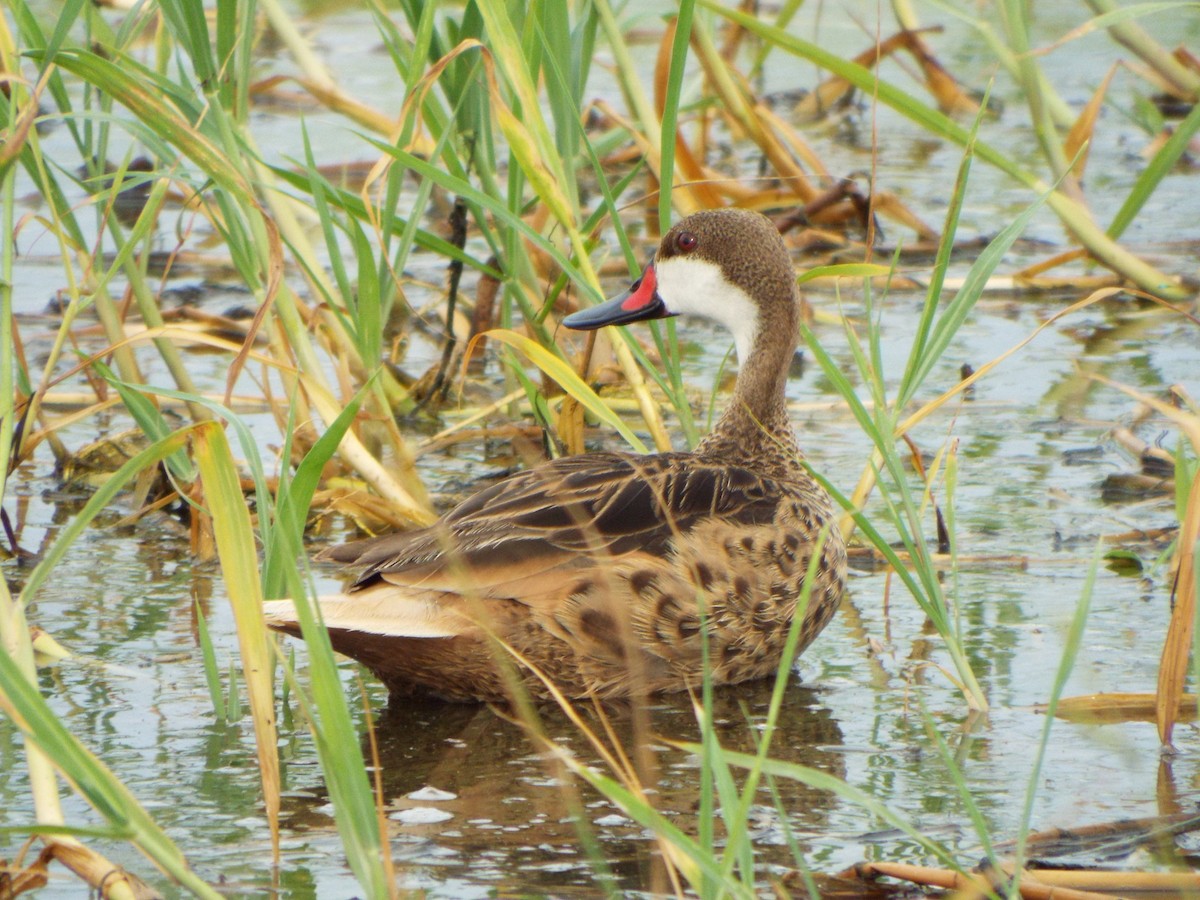 White-cheeked Pintail - ML637484203