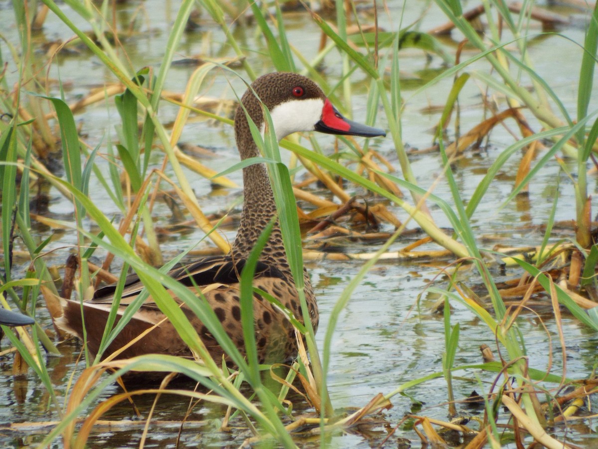 White-cheeked Pintail - ML637484205