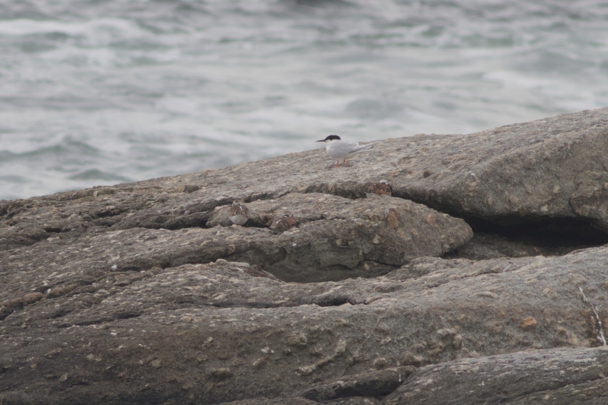 Ruddy Turnstone - ML637484229