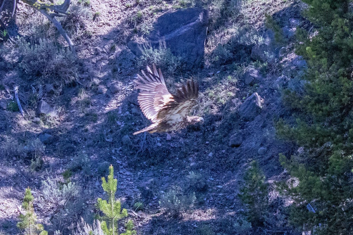 Bald Eagle - ML637484286