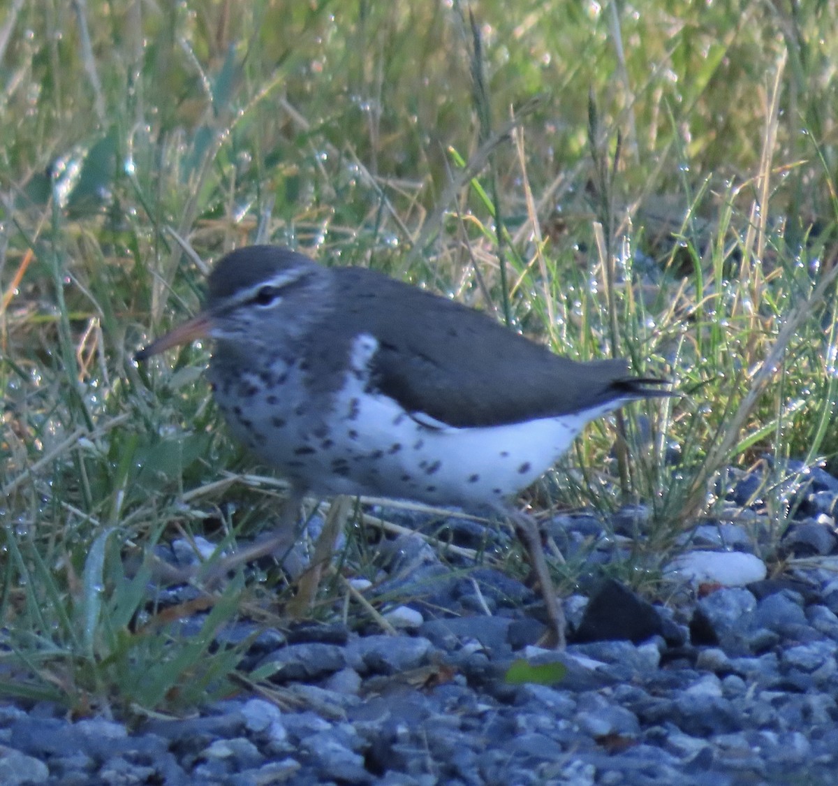 Spotted Sandpiper - ML637484323