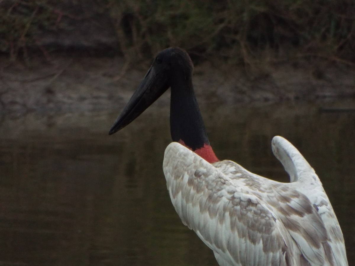Jabiru - ML637484334