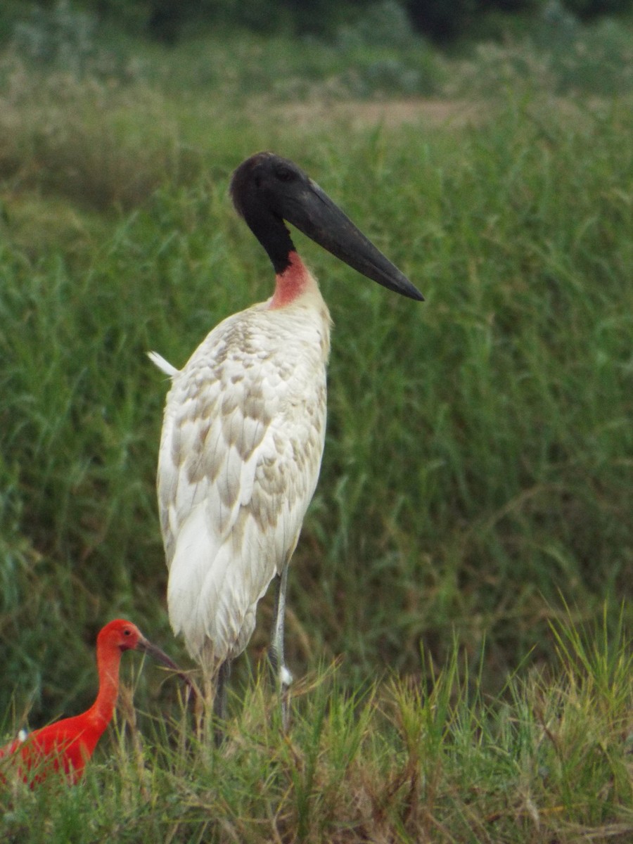 Jabiru - ML637484335