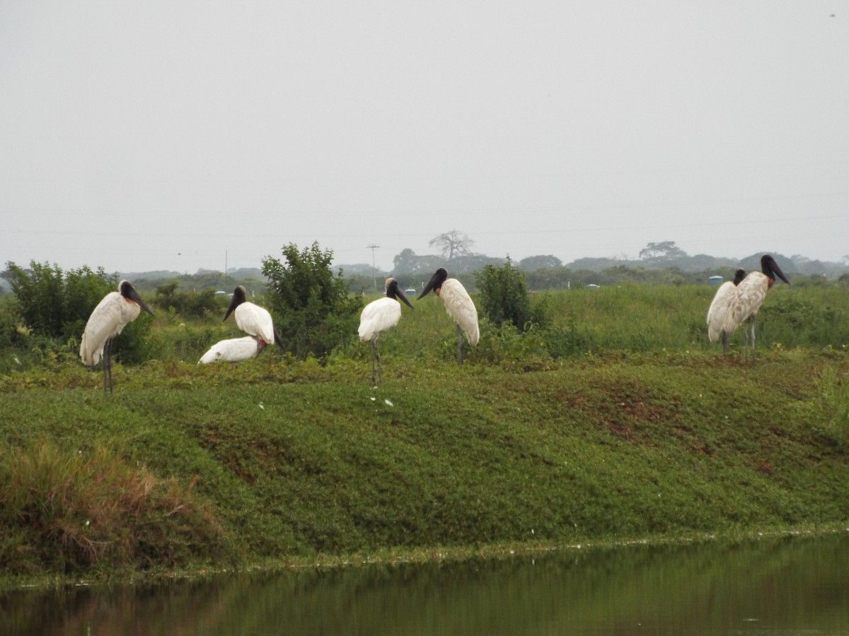 Jabiru - ML637484336