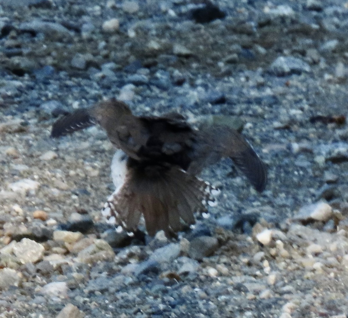 Spotted Sandpiper - ML637484351