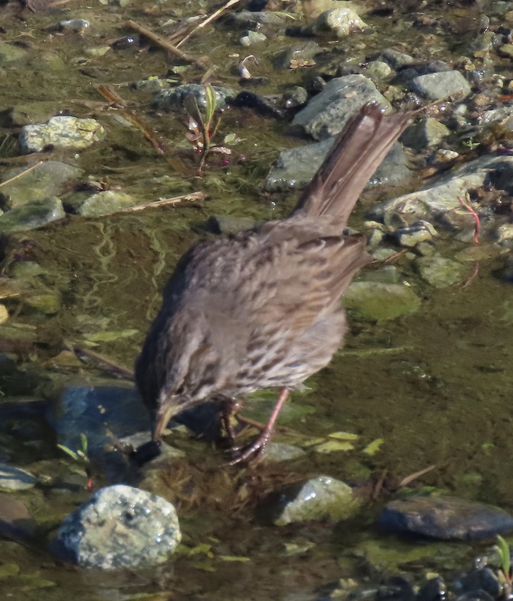 Song Sparrow - ML637484416
