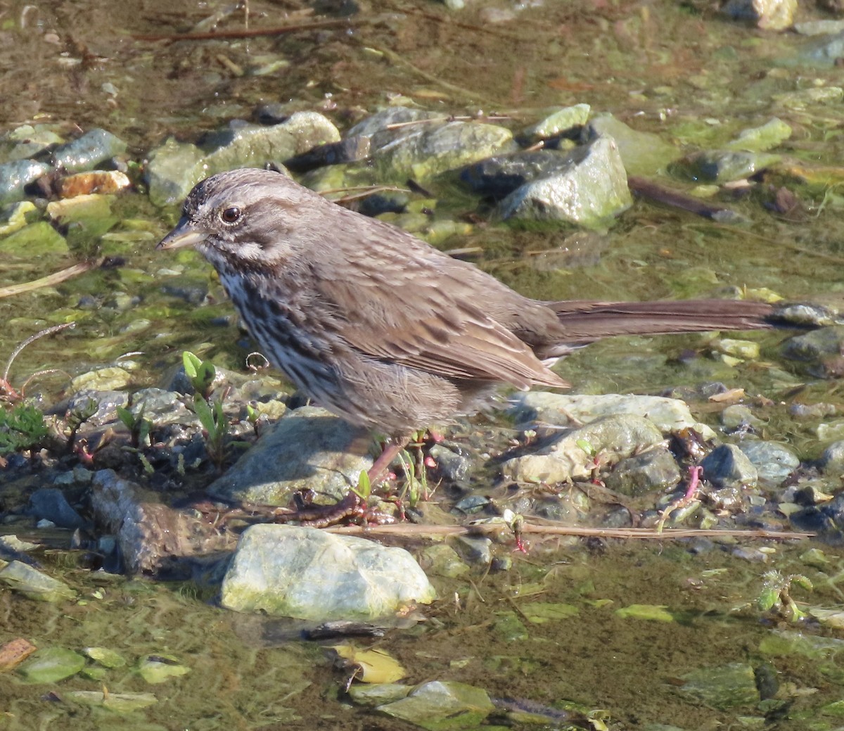 Song Sparrow - ML637484419
