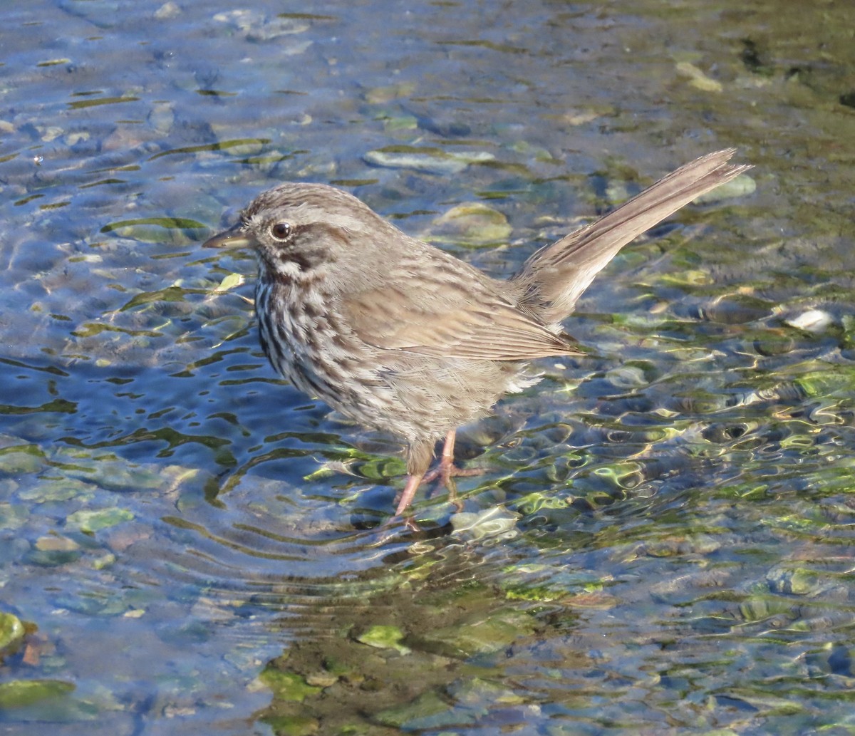 Song Sparrow - ML637484422