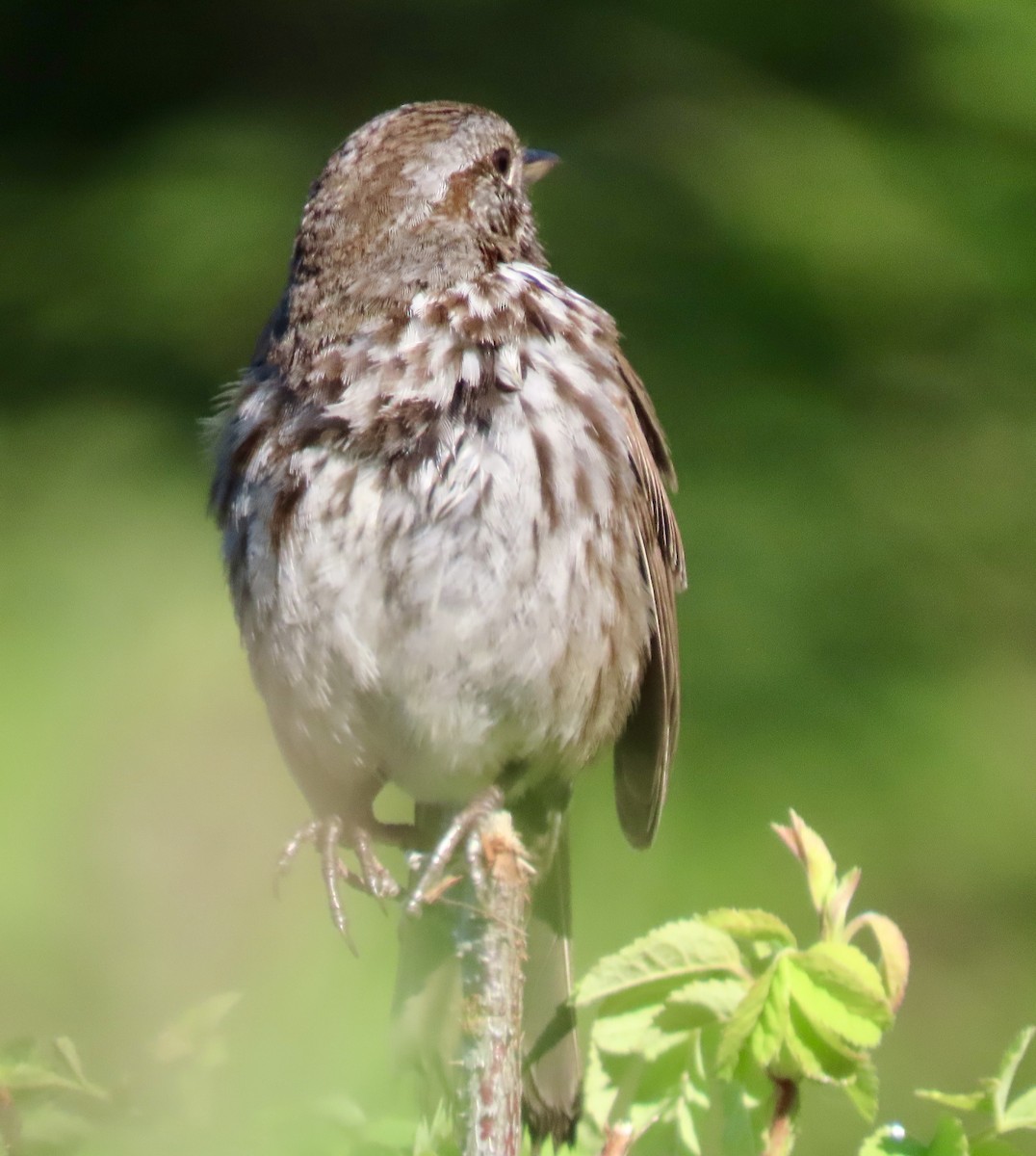 Song Sparrow - ML637484456