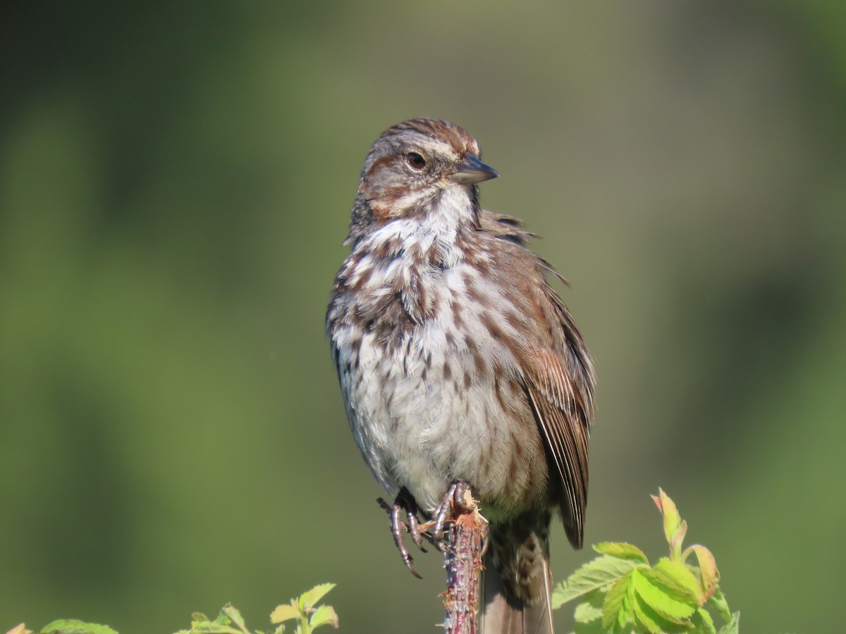 Song Sparrow - ML637484460
