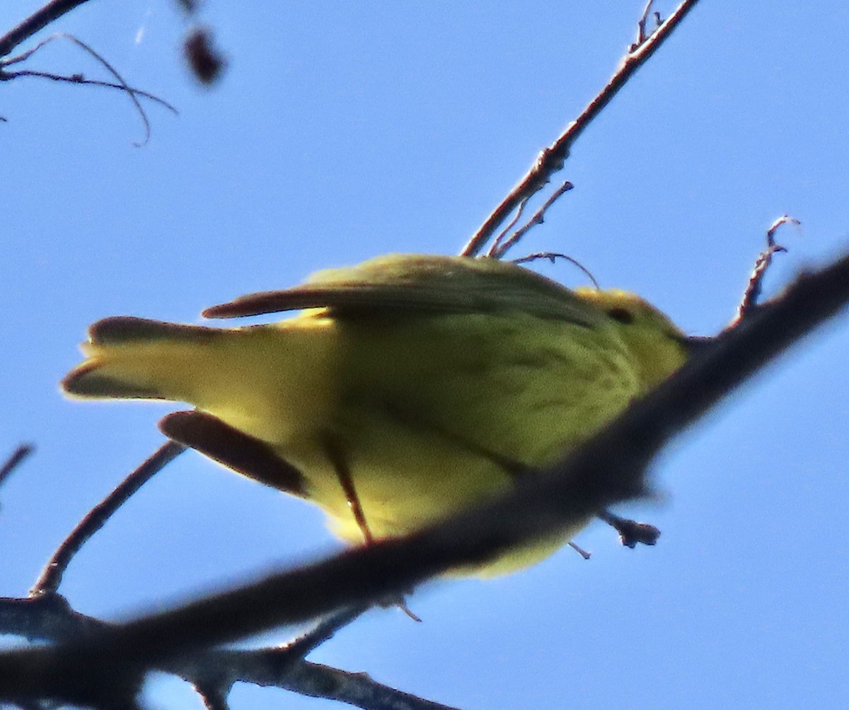 Yellow Warbler - ML637484464