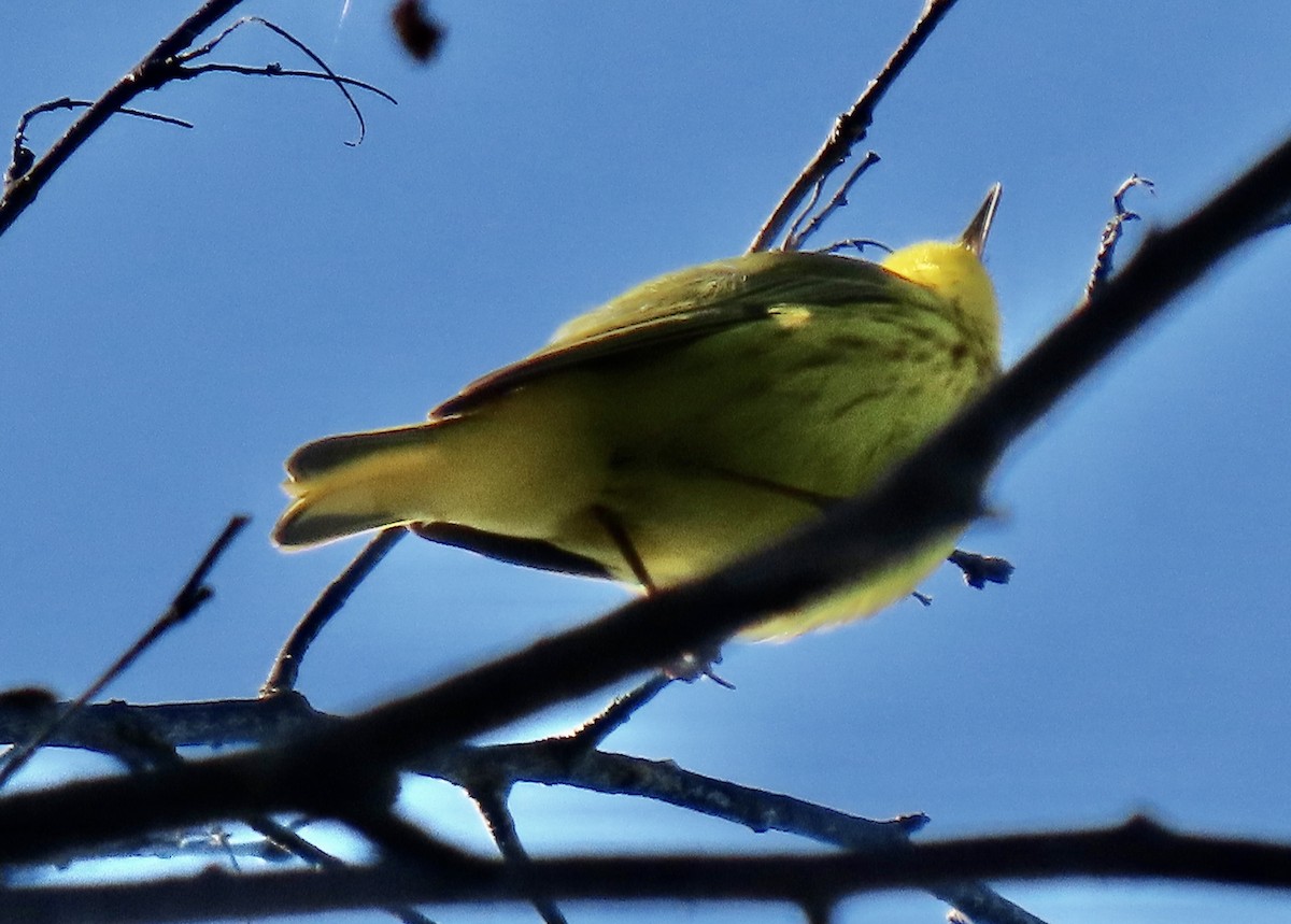Yellow Warbler - ML637484467