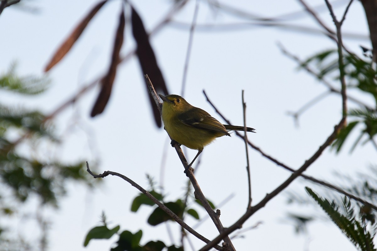 Mangrove Vireo - ML637484468