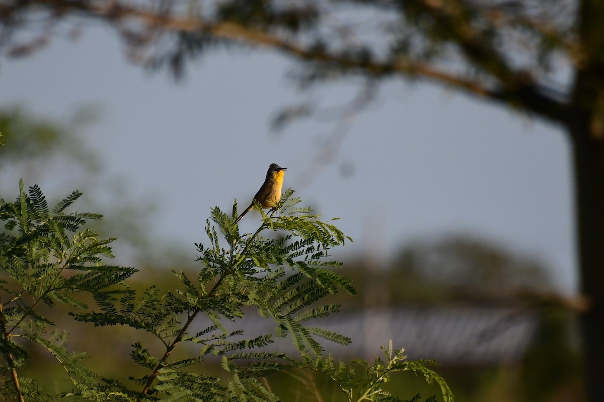Gray-crowned Yellowthroat - ML637484495