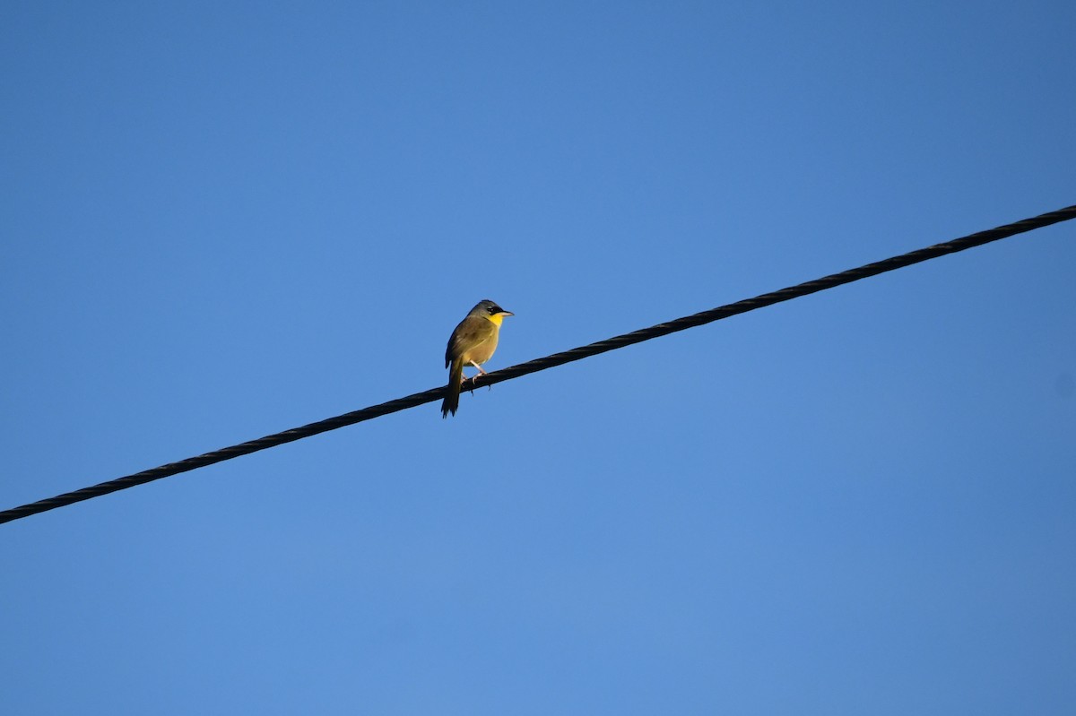 Gray-crowned Yellowthroat - ML637484496