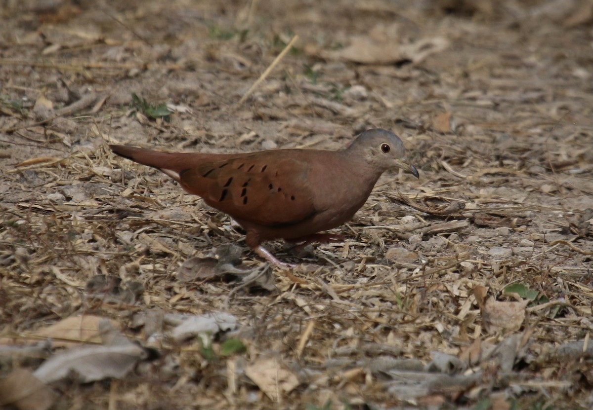 Ruddy Ground Dove - ML637484519