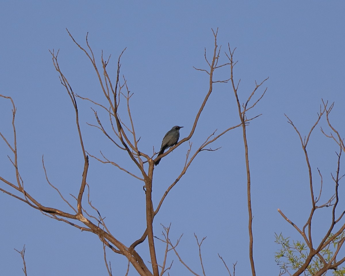 Blue Mockingbird - ML637484605