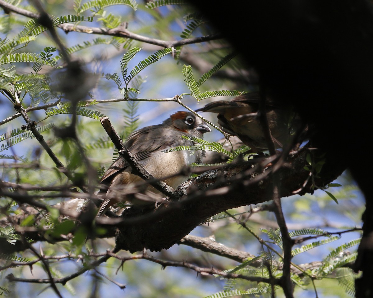 Rusty-crowned Ground-Sparrow - ML637484608