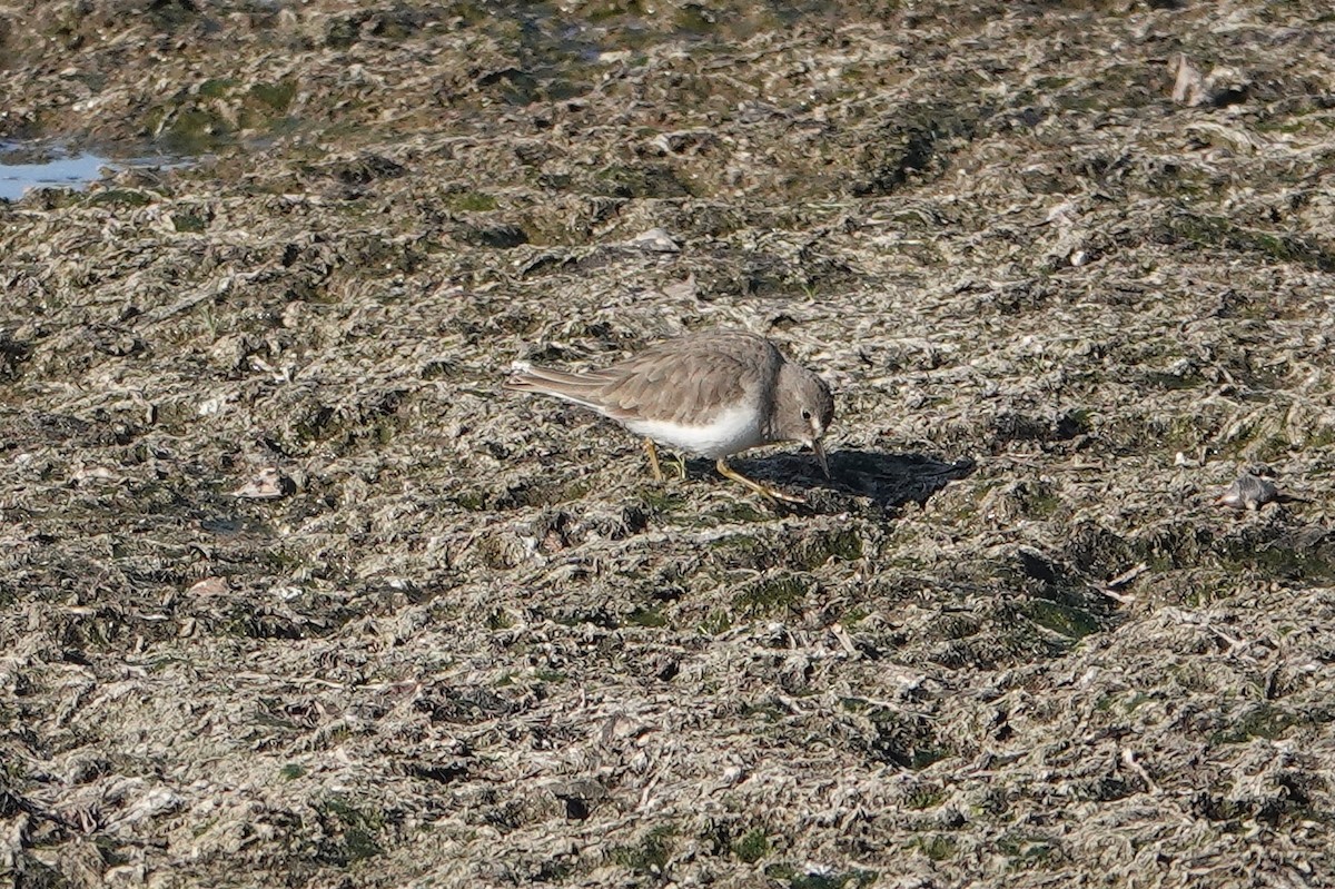Temminck's Stint - ML637484642