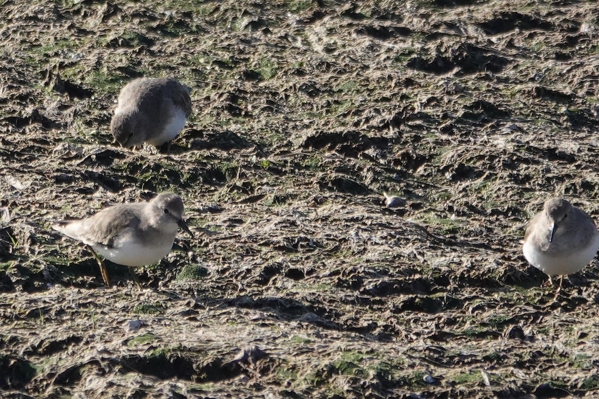 Temminck's Stint - ML637484643