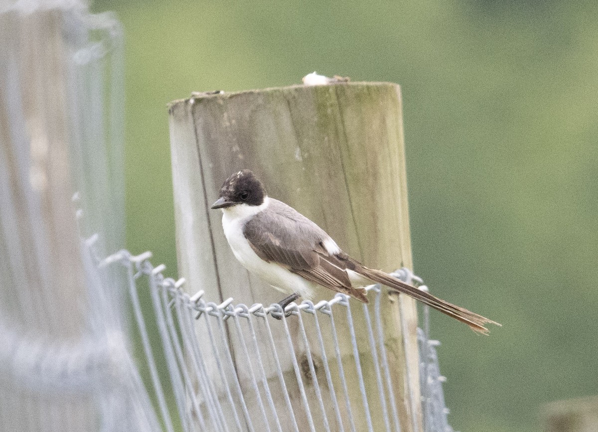 Fork-tailed Flycatcher - ML637484680