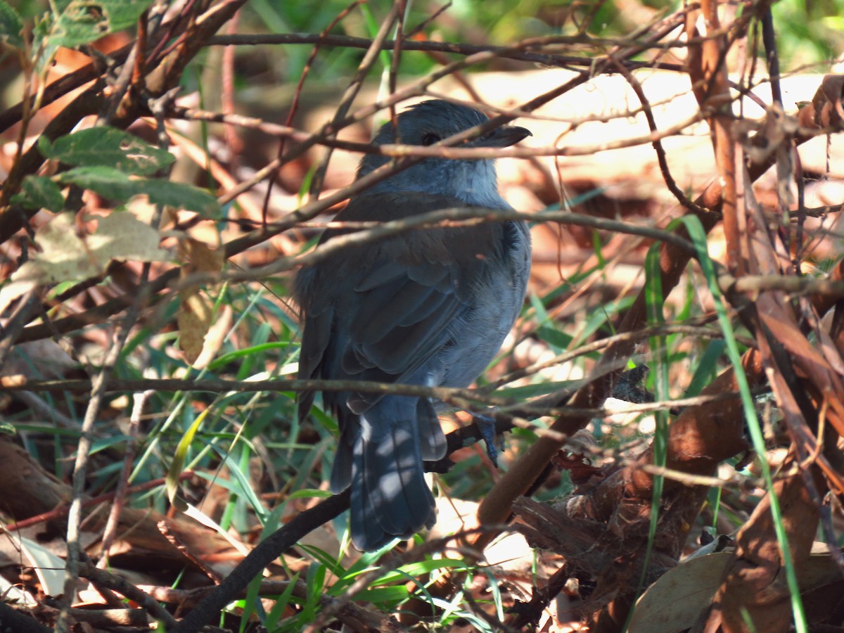 Gray Shrikethrush - ML637484684