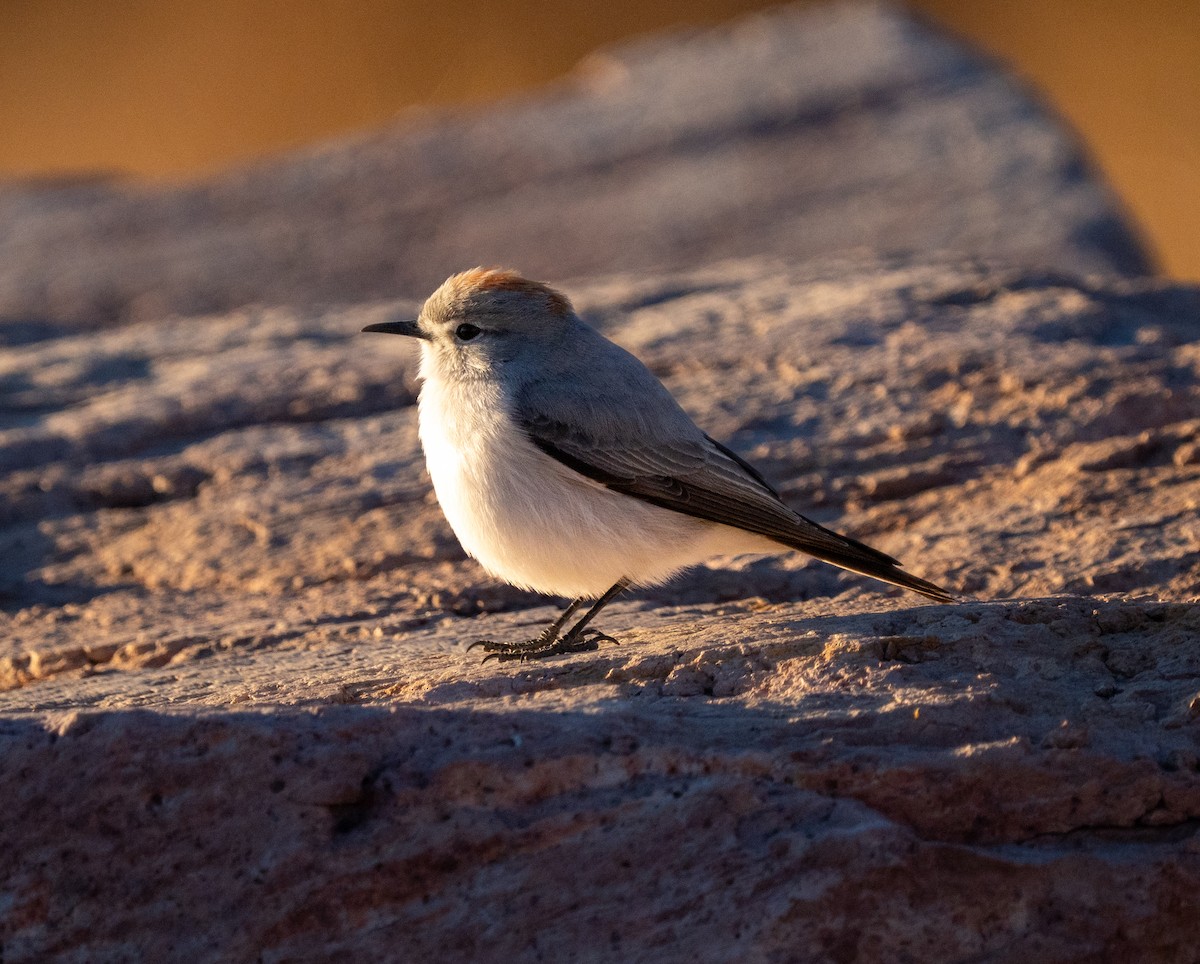 Rufous-naped Ground-Tyrant - ML637484768