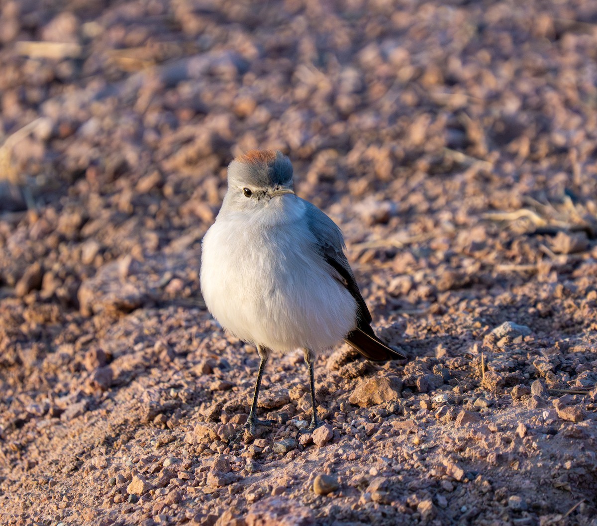 Rufous-naped Ground-Tyrant - ML637484769