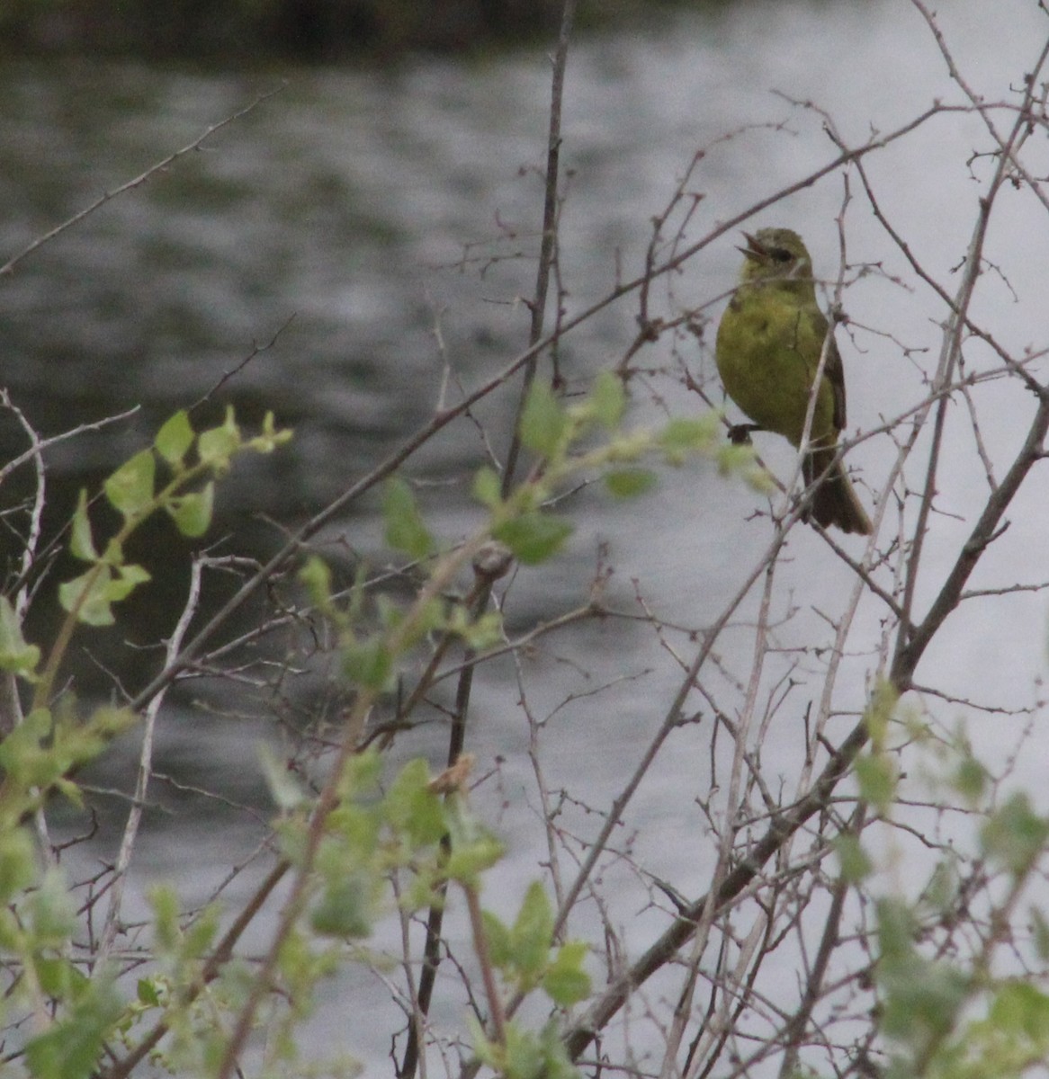 Orange-crowned Warbler - ML637484843