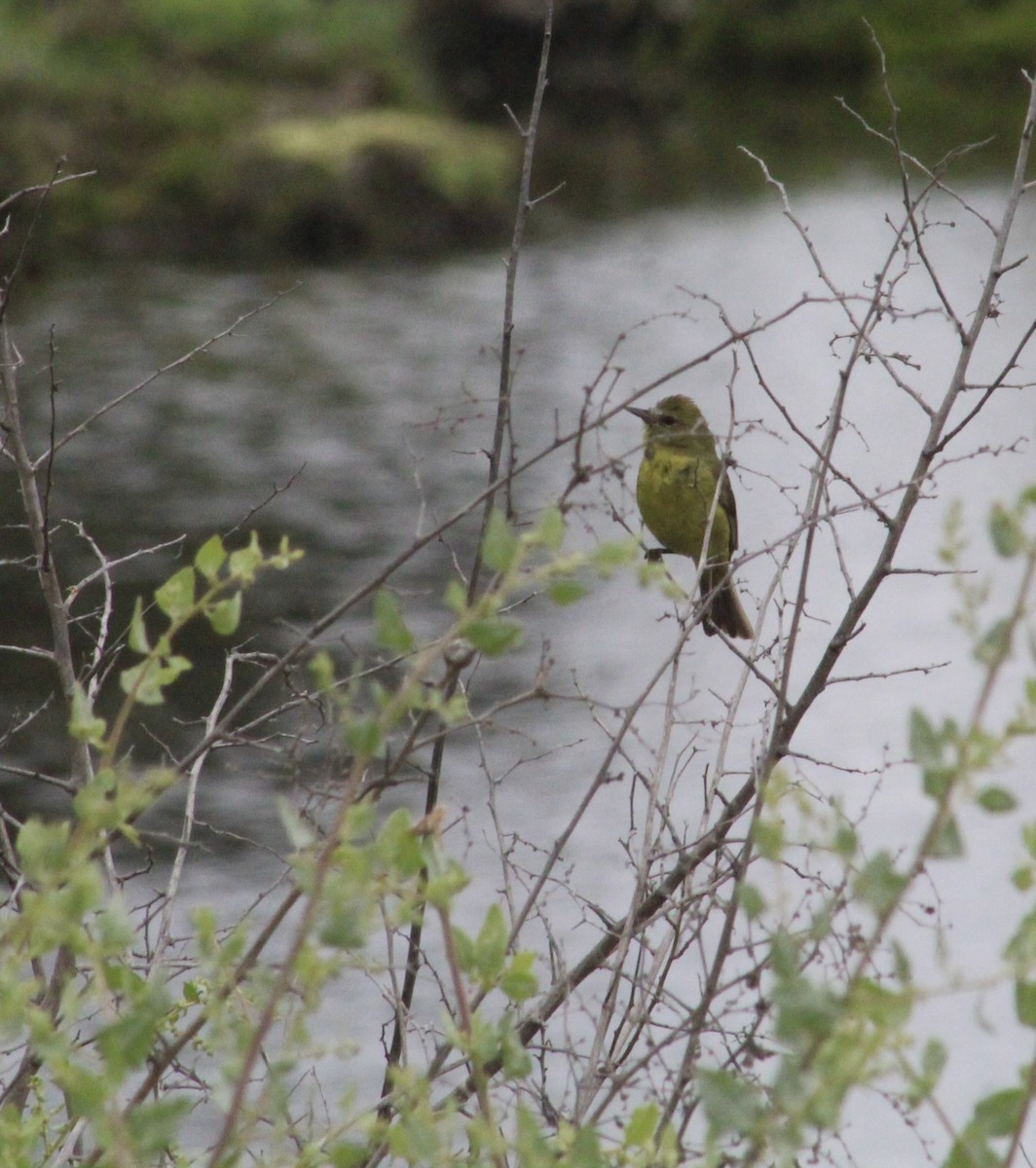 Orange-crowned Warbler - ML637484845