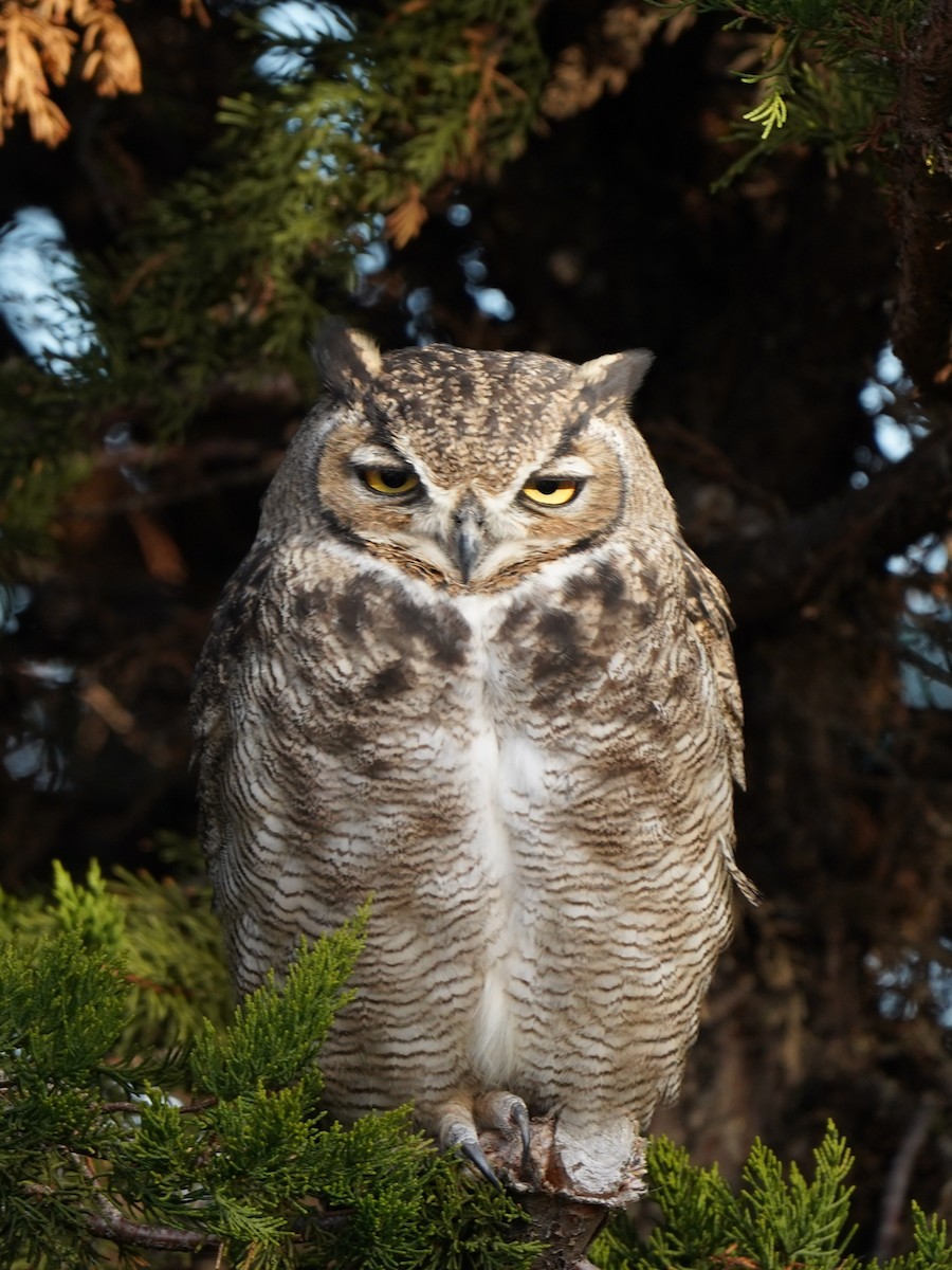 Lesser Horned Owl - ML637484870