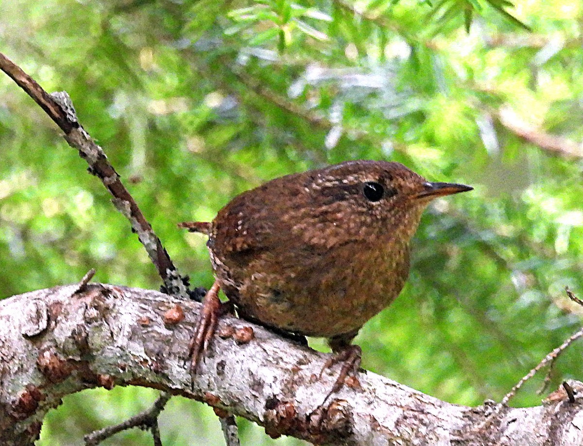 Pacific Wren - ML637484895