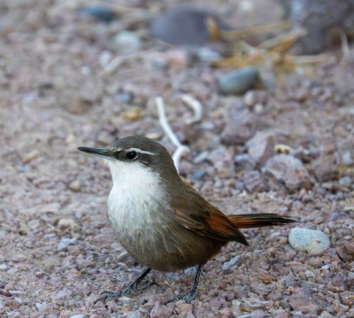 チリーカマドドリ - ML637484912