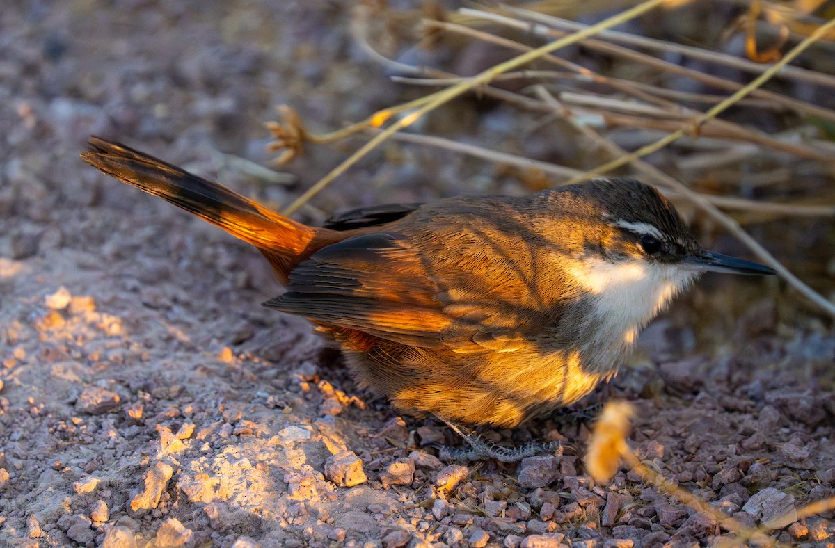 チリーカマドドリ - ML637484913