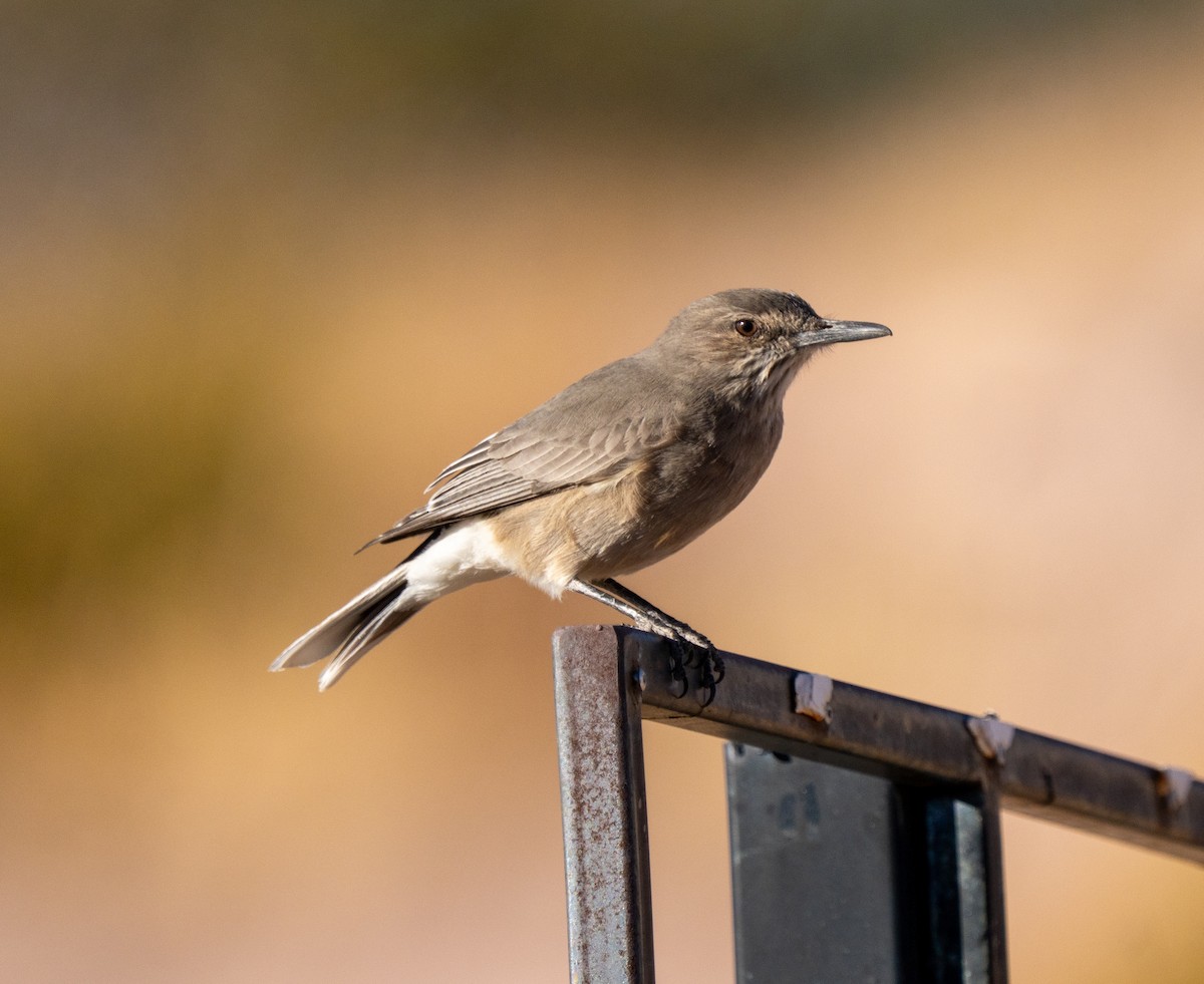 Black-billed Shrike-Tyrant - ML637484919