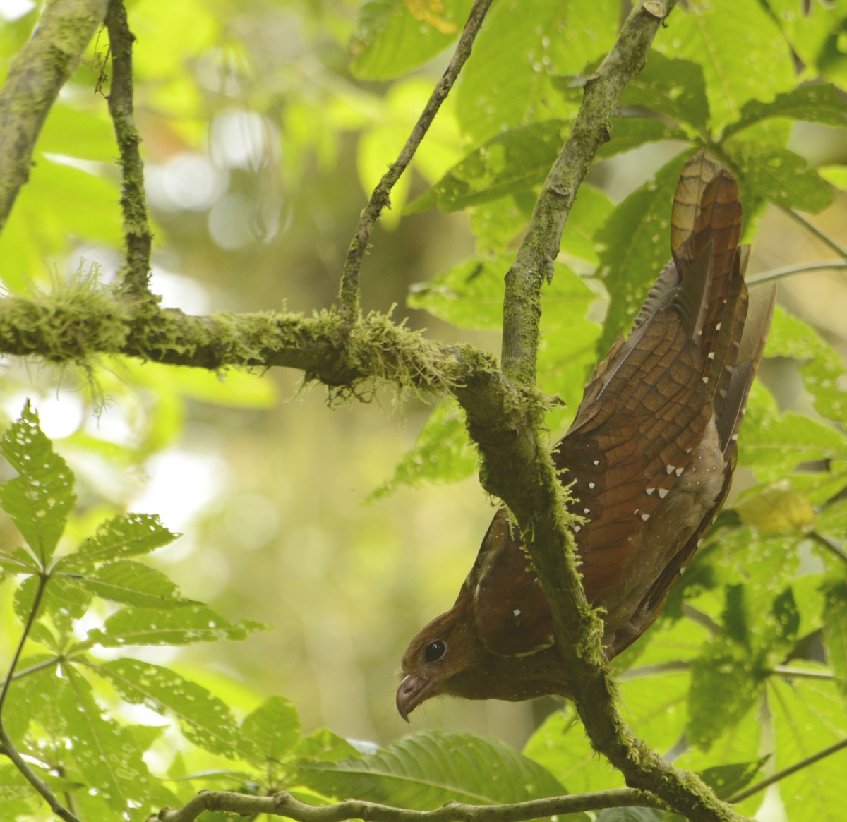 Oilbird - ML637485012