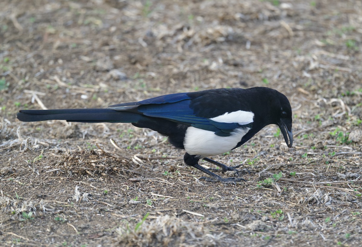 Black-rumped Magpie - ML637485019