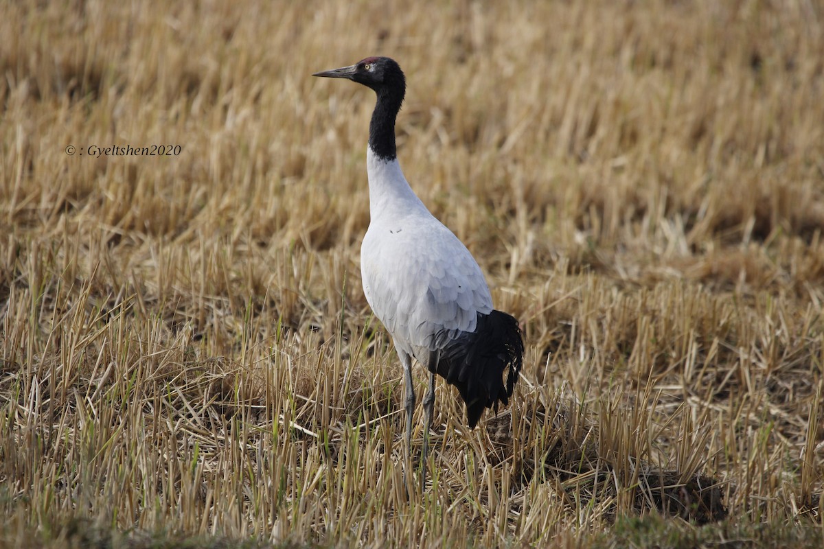 Black-necked Crane - ML637485166