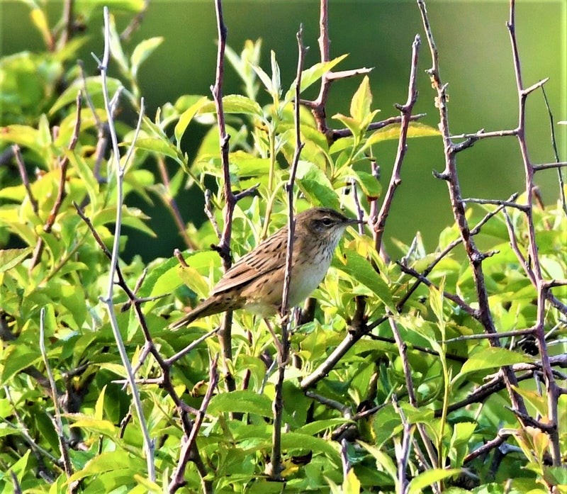 Lanceolated Warbler - ML637485203