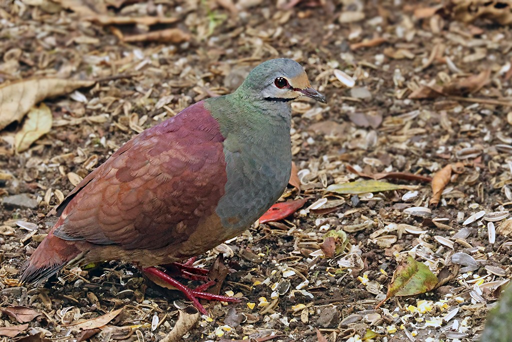 Buff-fronted Quail-Dove - ML637485221