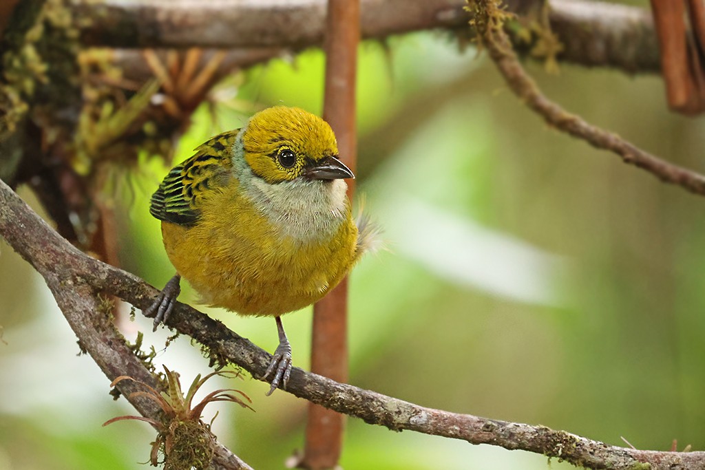 Silver-throated Tanager - ML637485247