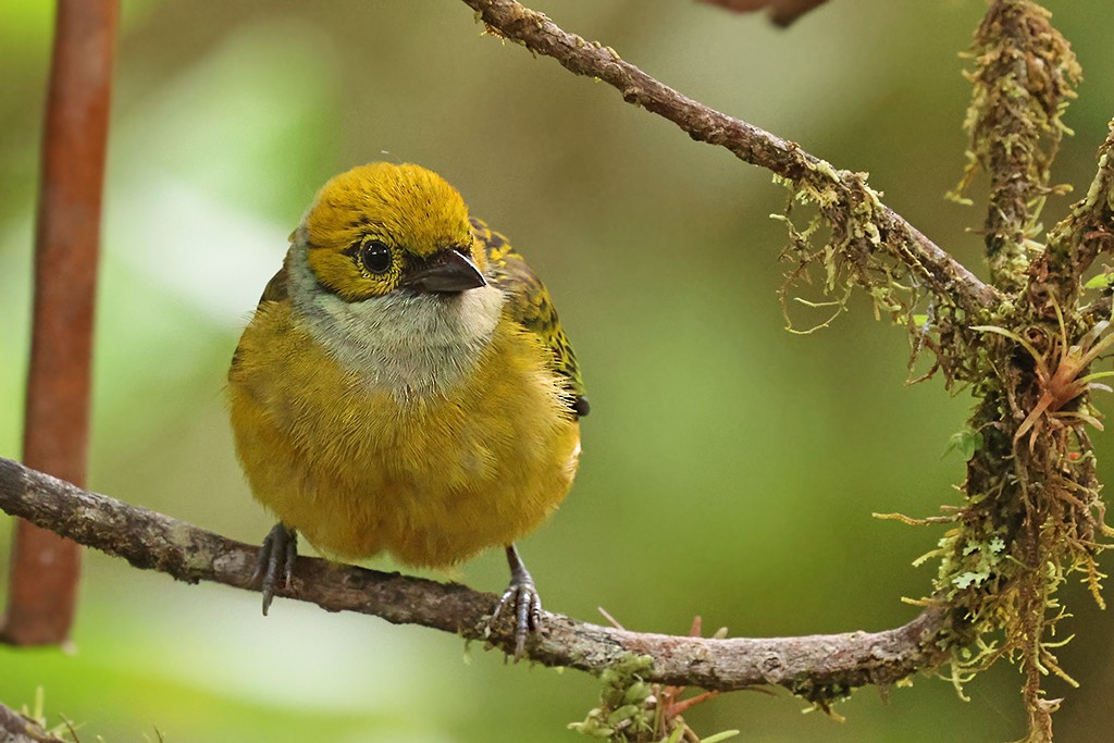 Silver-throated Tanager - ML637485248