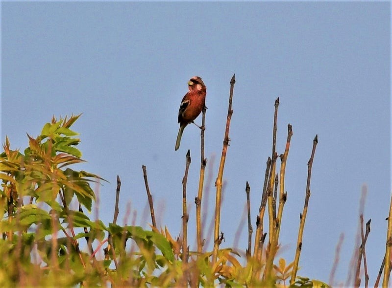 Long-tailed Rosefinch - ML637485257
