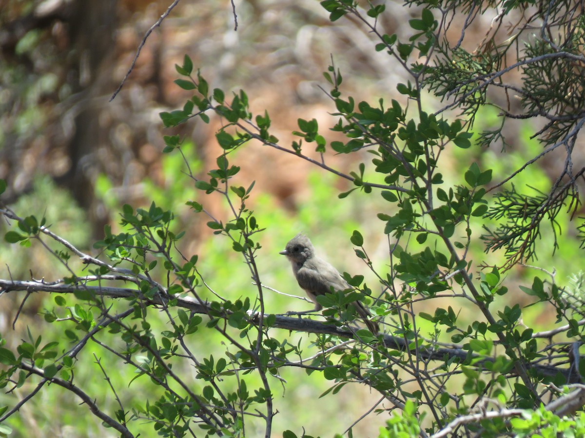 Juniper Titmouse - ML637485271