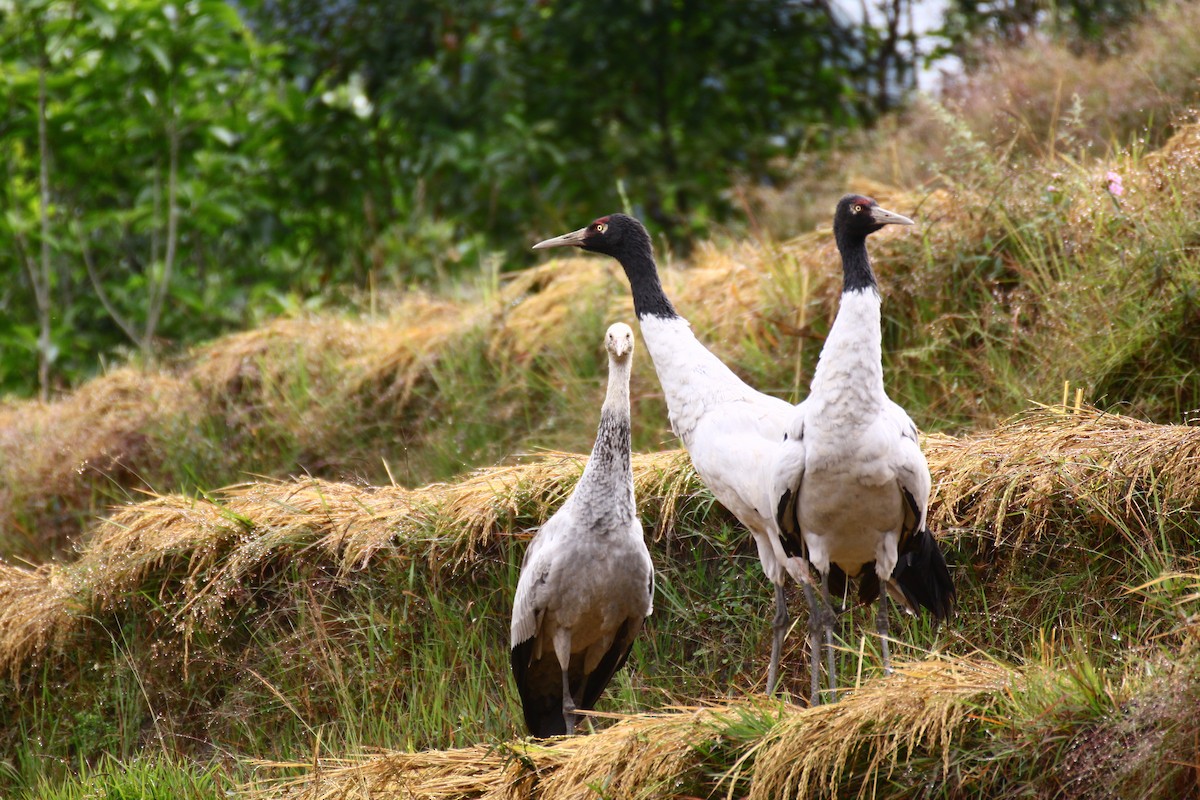 Black-necked Crane - ML637485276