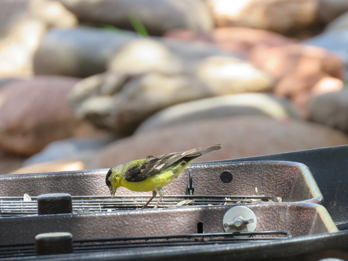 Lesser Goldfinch - ML637485304