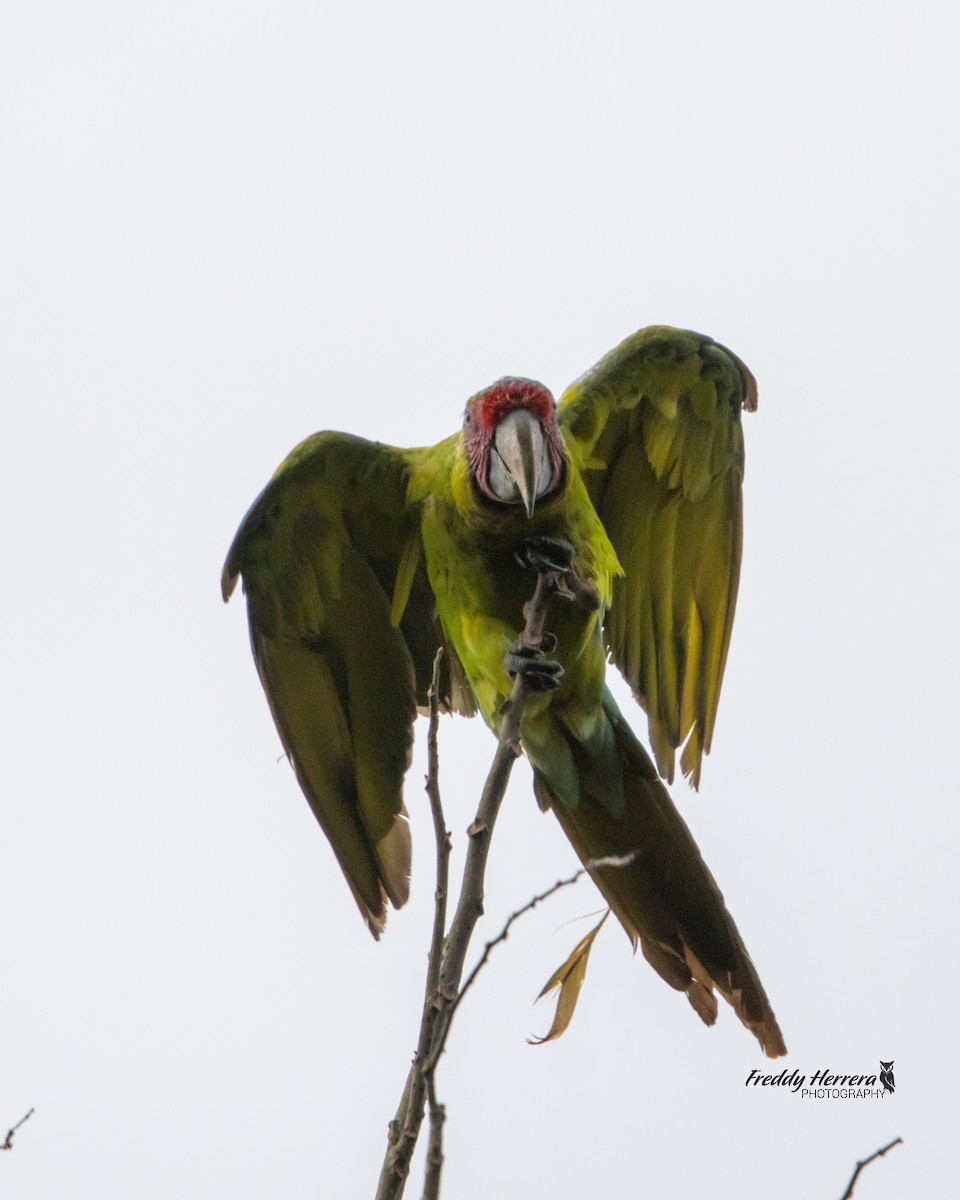 Great Green Macaw - ML637485338