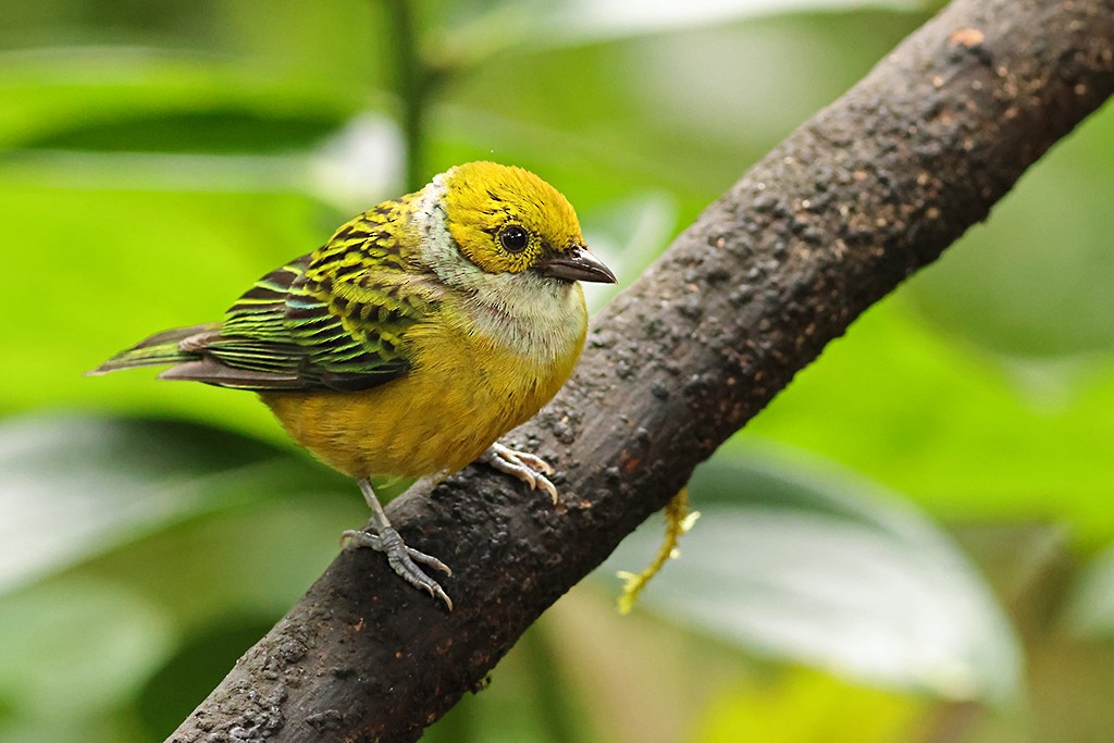 Silver-throated Tanager - ML637485349